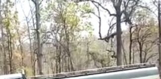 हादसे का शिकार हुआ डीजल टैंकर, लूटने के लिए उमड़ी लोगों की भीड़ cropped-Panna-Diesel-Tanker.jpg